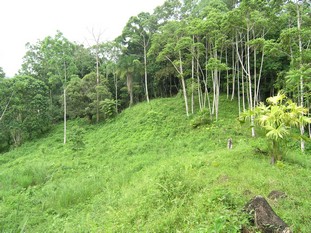 1 bed Single Family Homes For Sale in Dominical, Puntarenas - thumb 12