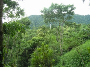 1 bed Single Family Homes For Sale in Dominical, Puntarenas - thumb 13