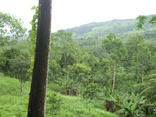 1 bed Single Family Homes For Sale in Dominical, Puntarenas - thumb 14