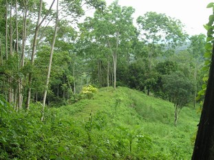 1 bed Single Family Homes For Sale in Dominical, Puntarenas - thumb 21