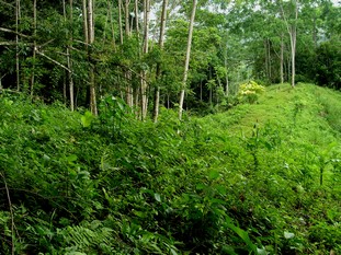 1 bed Single Family Homes For Sale in Dominical, Puntarenas - thumb 22