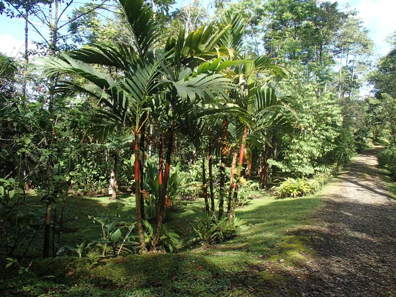 2 bed Single Family Homes For Sale in San Vito, Puntarenas - thumb 24