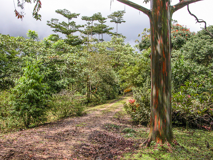 2 bed Single Family Homes For Sale in San Vito, Puntarenas - thumb 19