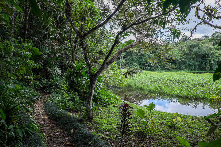 2 bed Single Family Homes For Sale in San Vito, Puntarenas - thumb 16