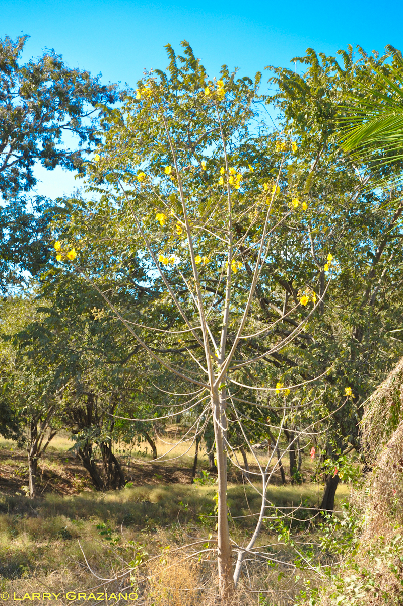 0 bed Land For Sale in Playa Negra, Guanacaste - thumb 5