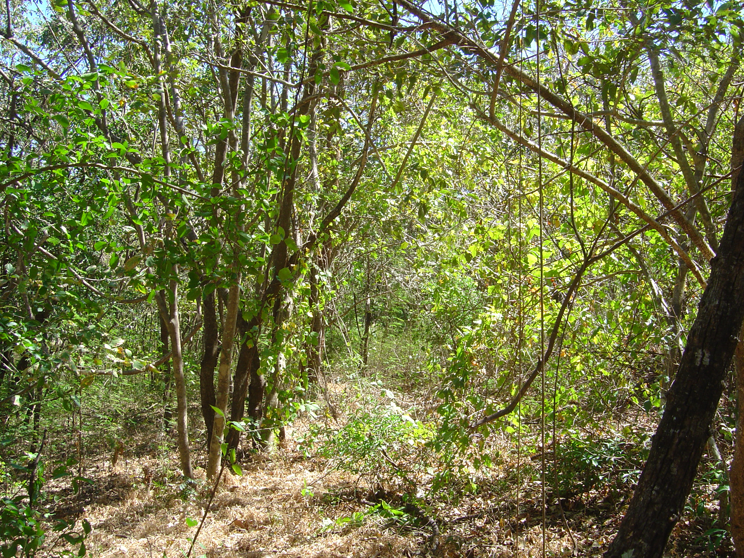 0 bed Land For Sale in Playa Negra, Guanacaste - thumb 3