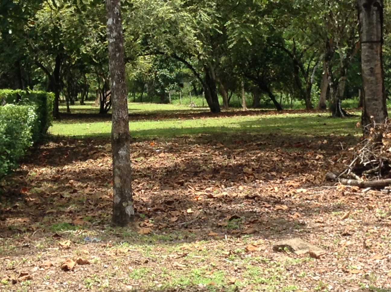 0 bed Land For Sale in Pavones, Puntarenas - thumb 2