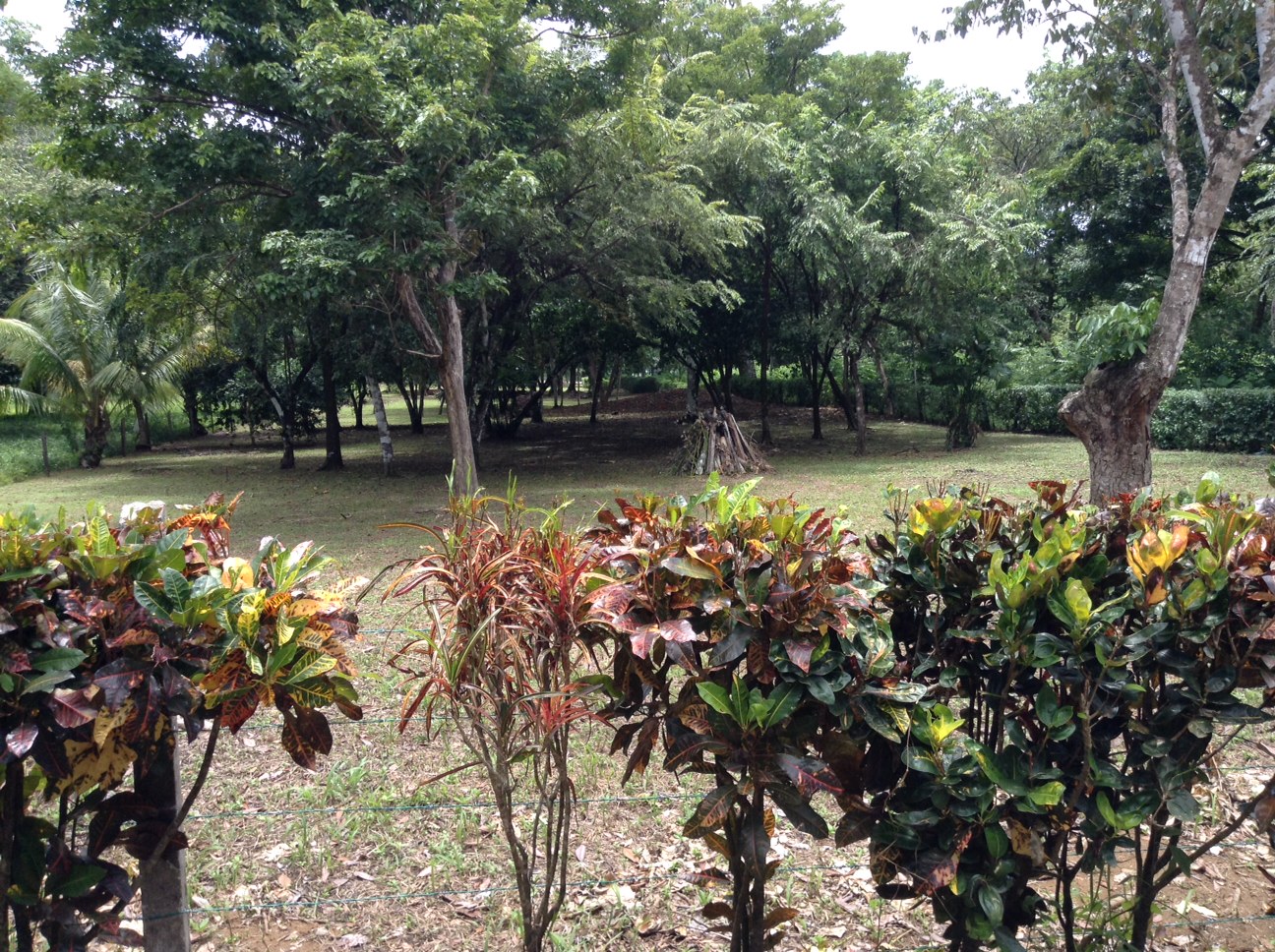 0 bed Land For Sale in Pavones, Puntarenas - thumb 4