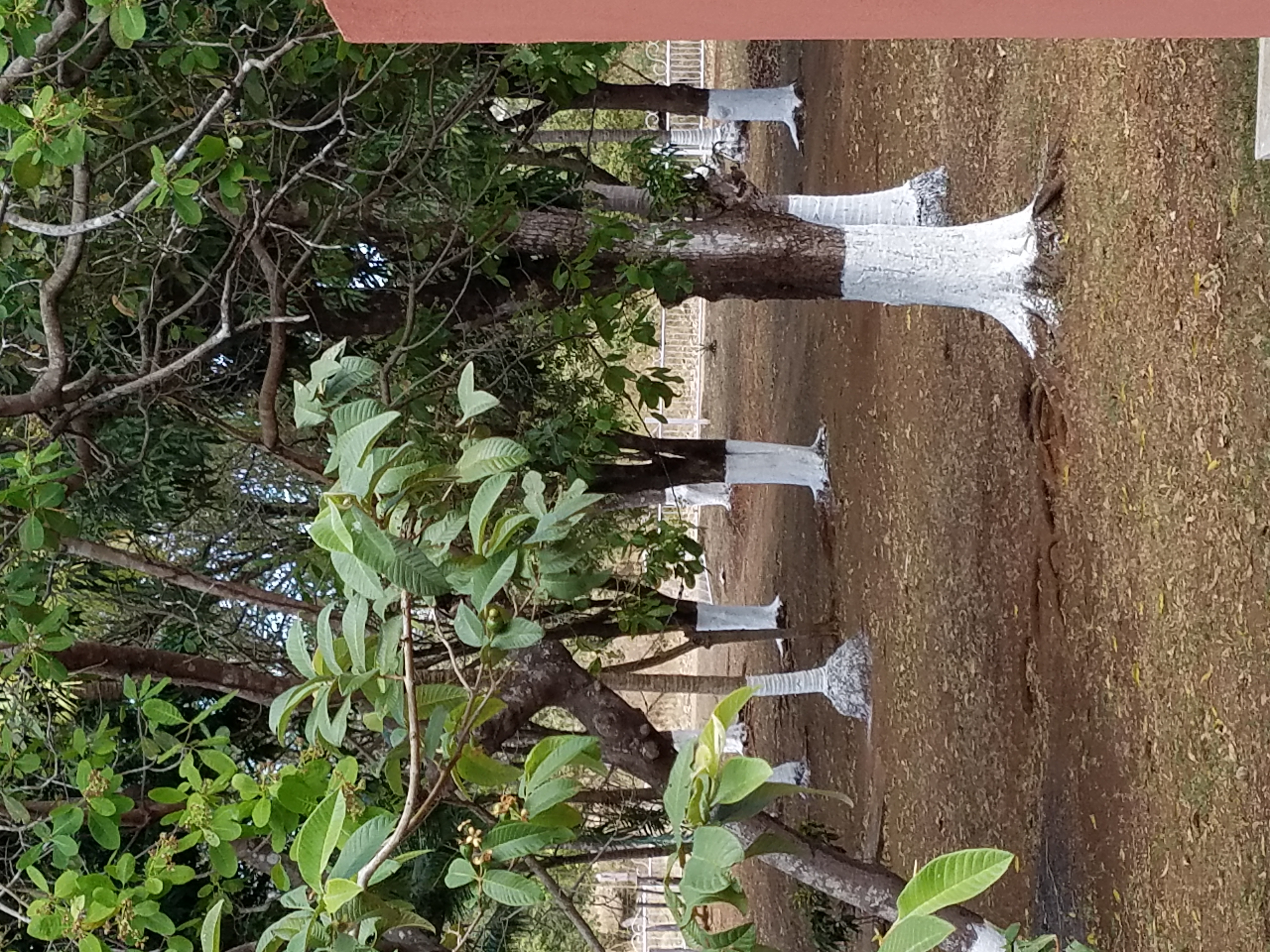 0 bed Land For Sale in Lagarto, Guanacaste - thumb 16