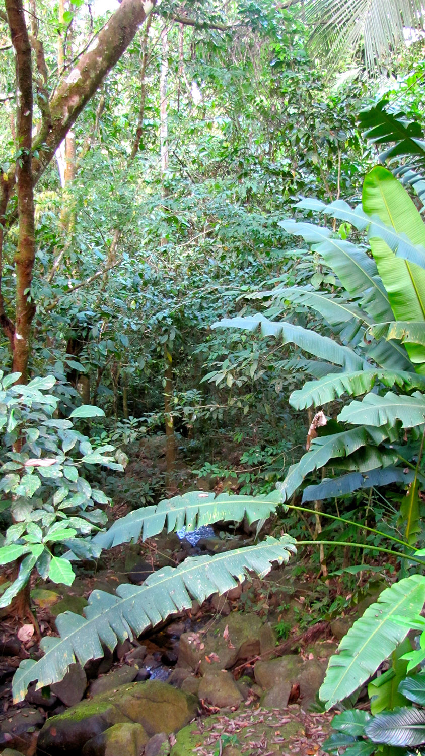 0 bed Land For Sale in Dominical, Puntarenas - thumb 6