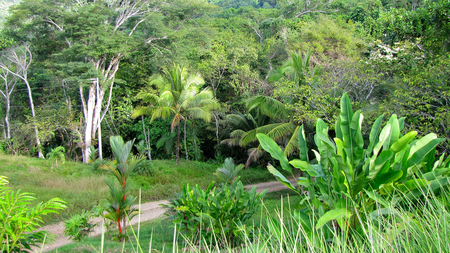 0 bed Land For Sale in Dominical, Puntarenas - thumb 2