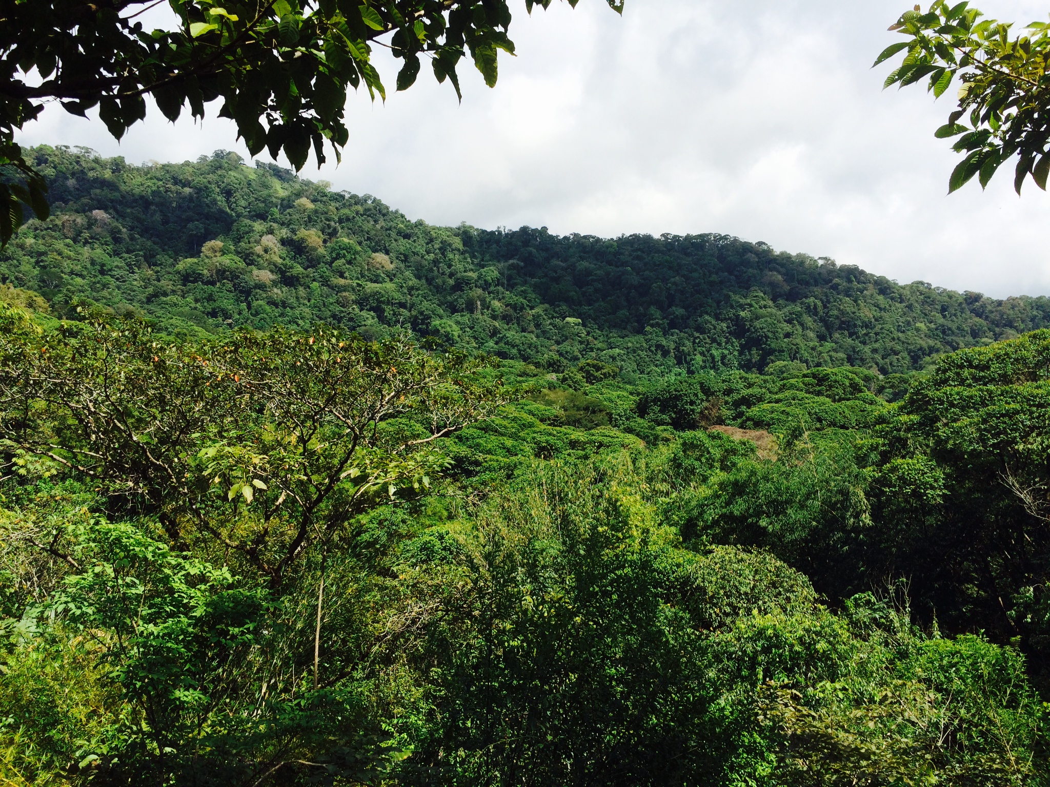 1 bed Land For Sale in Dominical, Puntarenas - thumb 5
