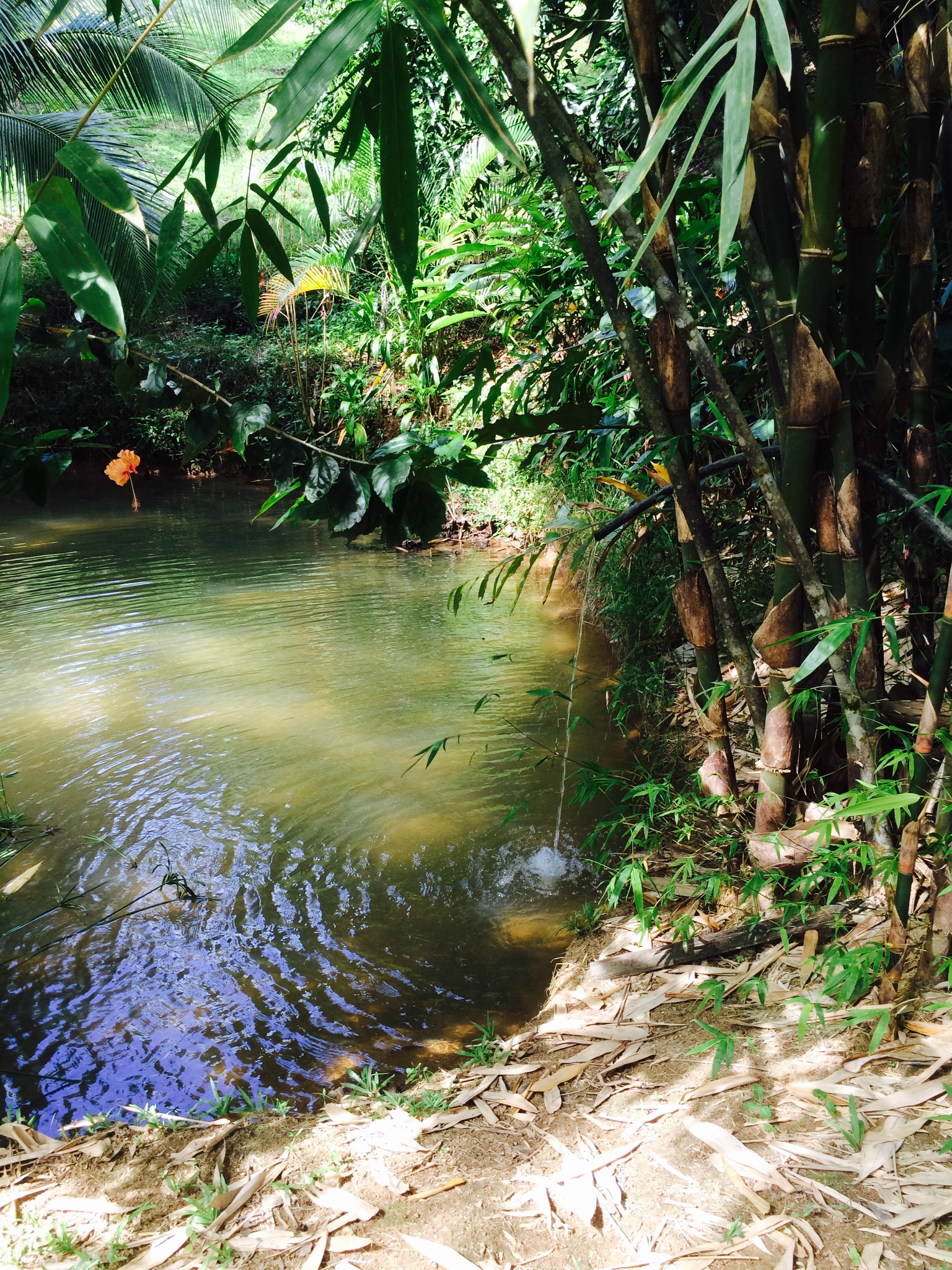 1 bed Land For Sale in Dominical, Puntarenas - thumb 7
