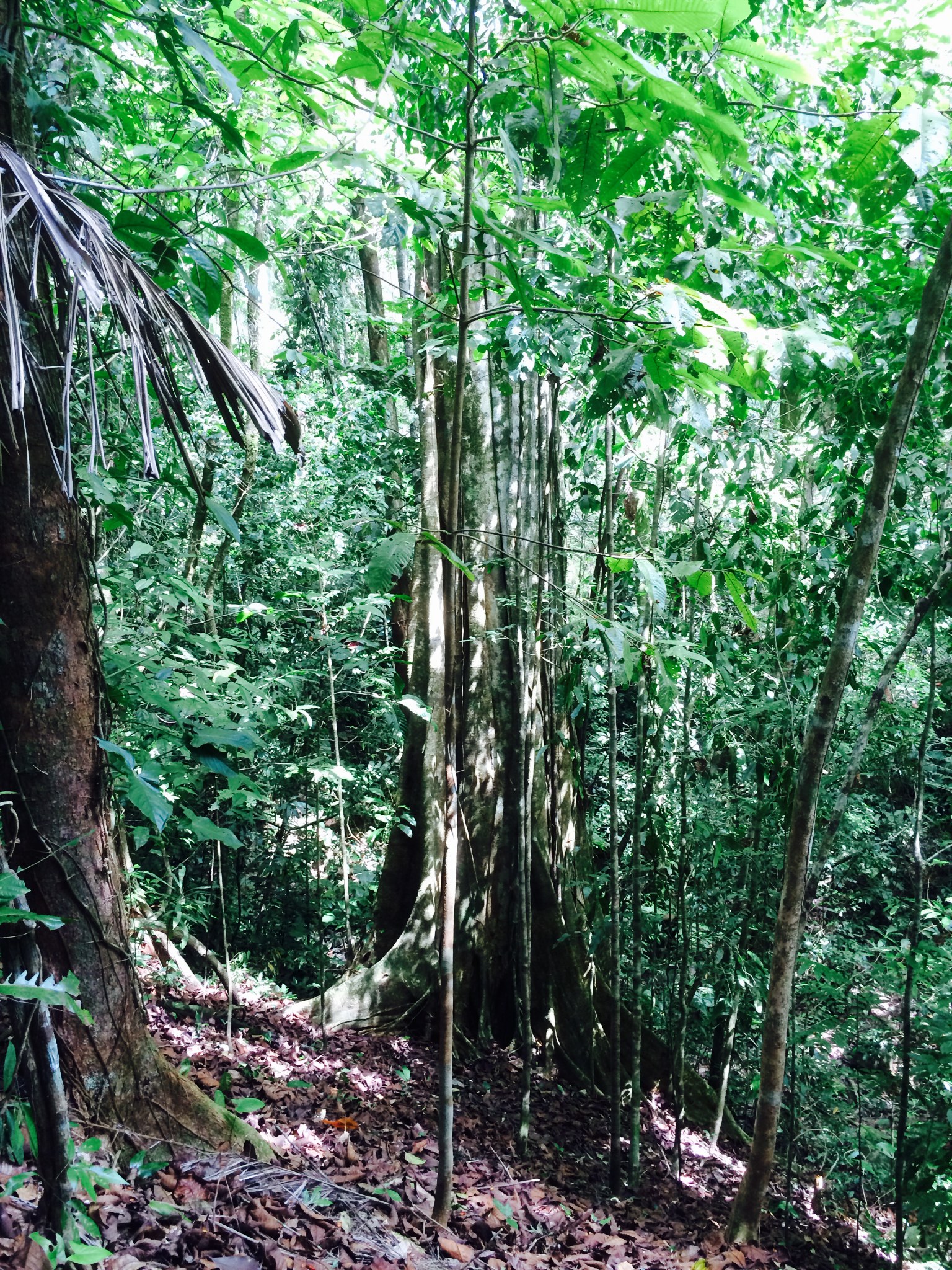 1 bed Land For Sale in Dominical, Puntarenas - thumb 10