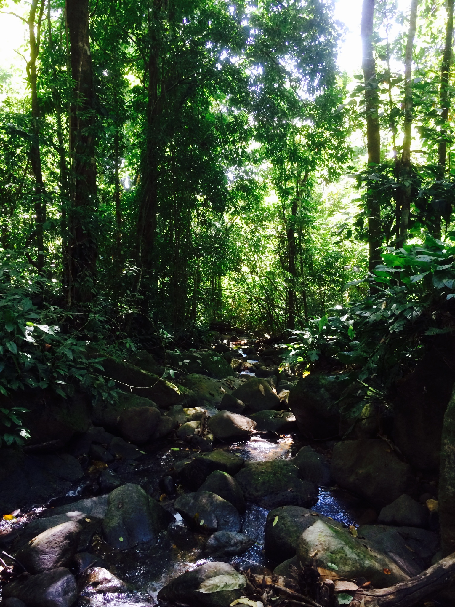 1 bed Land For Sale in Dominical, Puntarenas - thumb 12