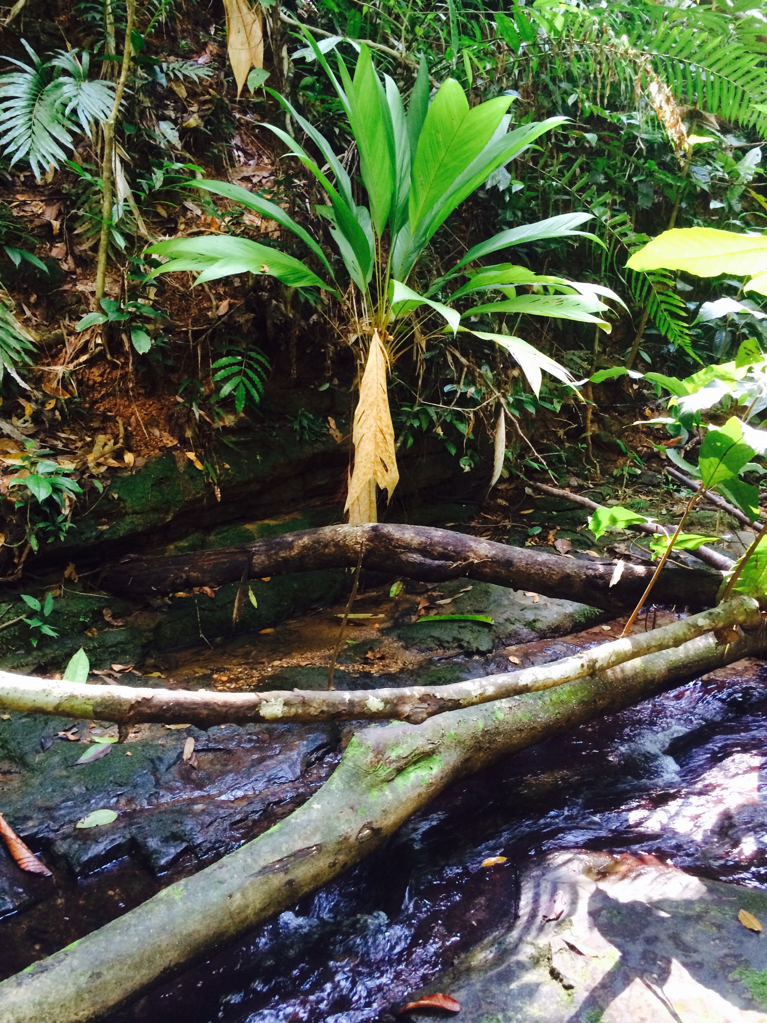 1 bed Land For Sale in Dominical, Puntarenas - thumb 21