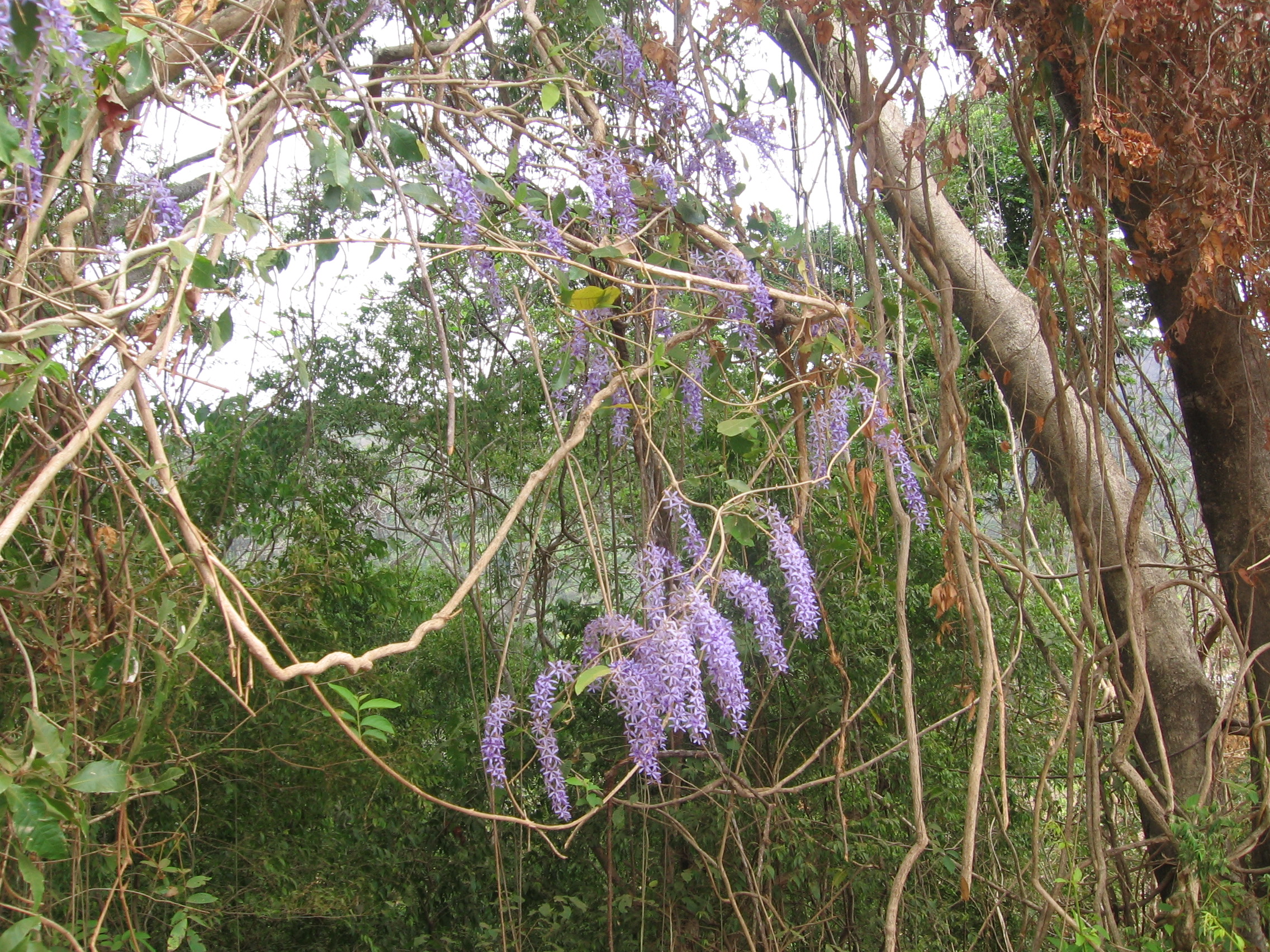 0 bed Land For Sale in Punta Islita Pacific, Guanacaste - thumb 14