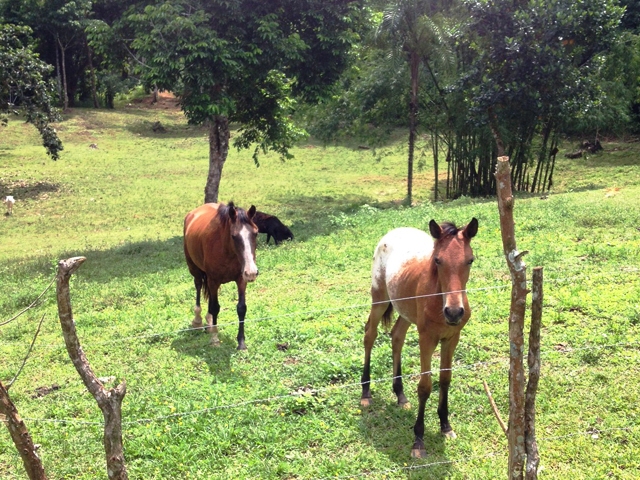 2 bed Land For Sale in Rio Claro, Puntarenas - thumb 19