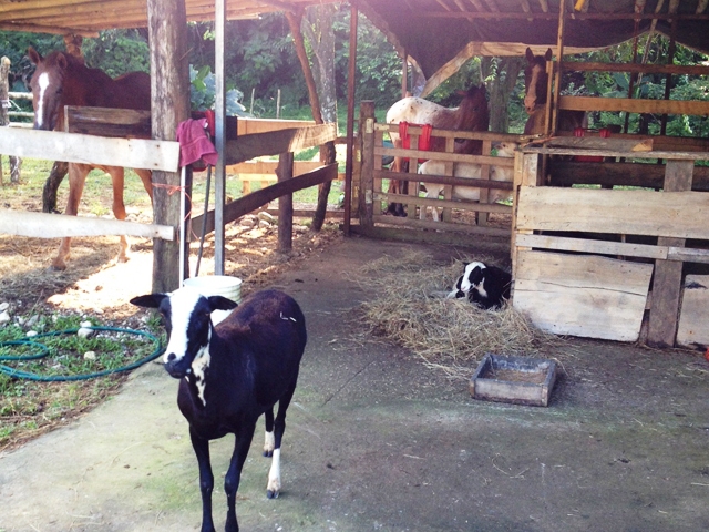 2 bed Land For Sale in Rio Claro, Puntarenas - thumb 22