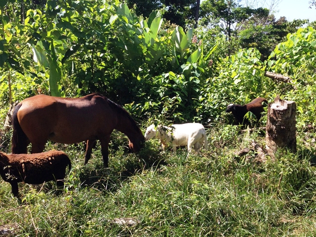 2 bed Land For Sale in Rio Claro, Puntarenas - thumb 20