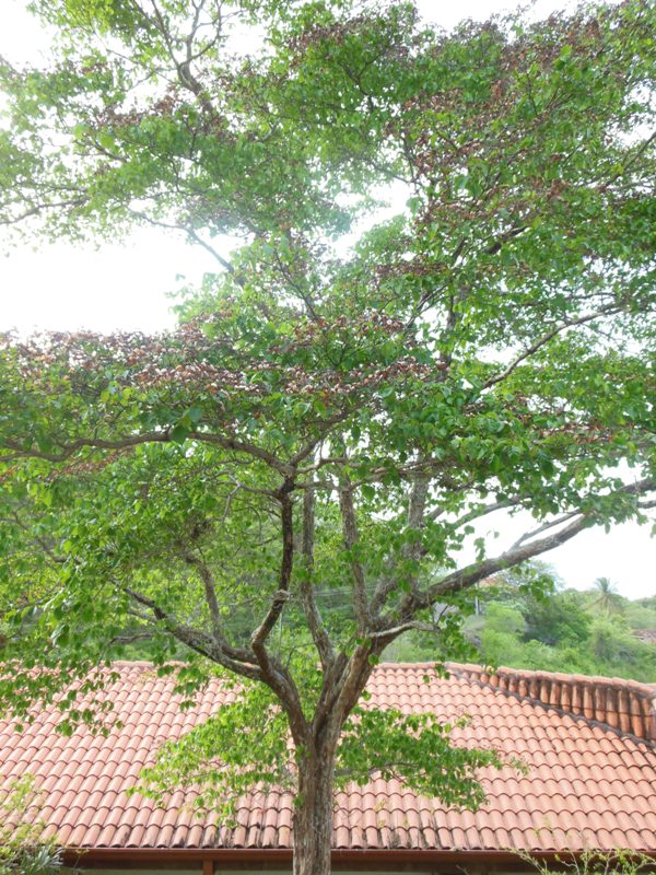 4 bed Single Family Homes For Sale in Ocotal, Guanacaste - thumb 30