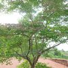  - Casa Maracuya in Exclusive Community of Ocotal Beach