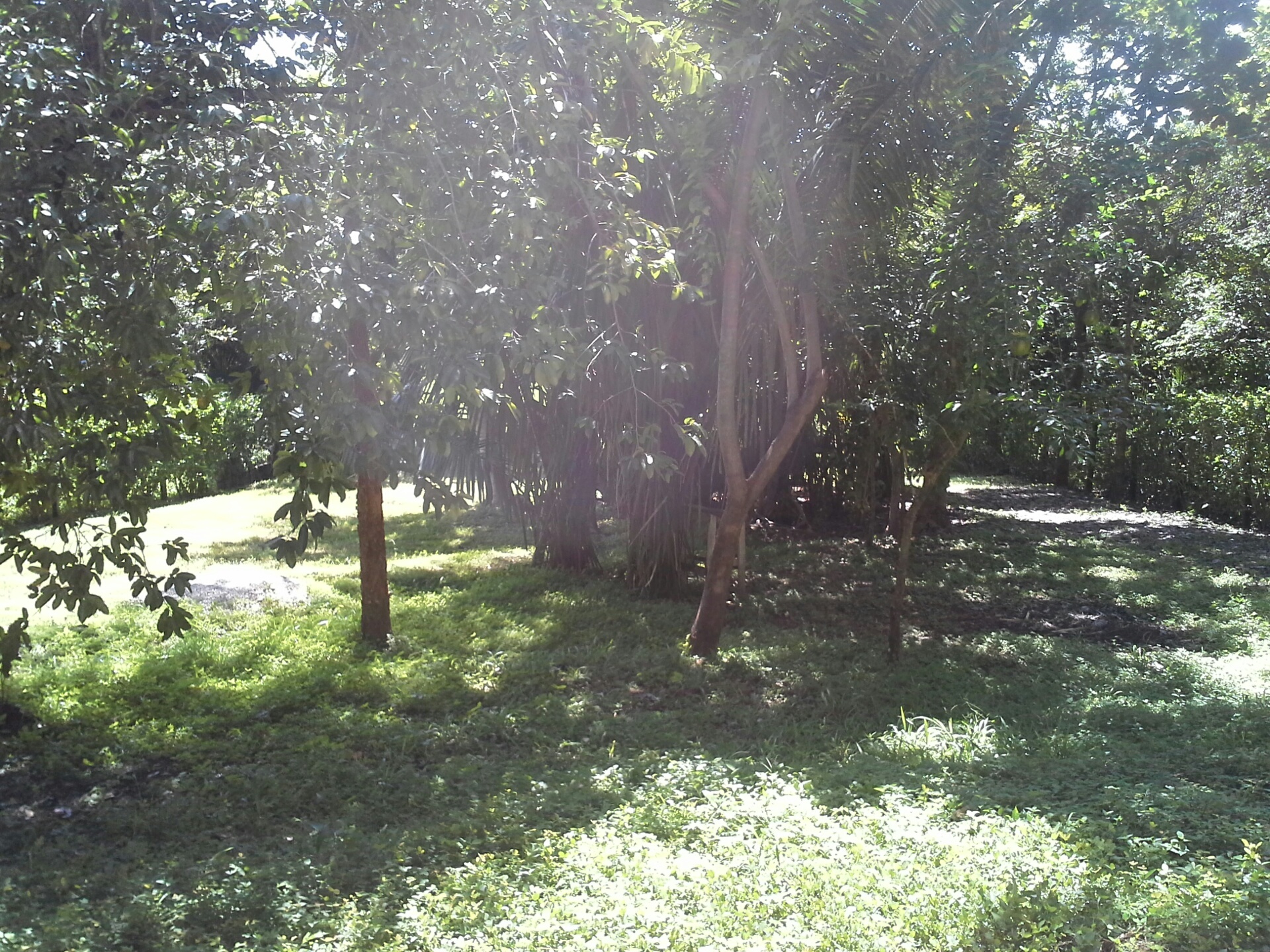 1 bed Single Family Homes For Sale in Samara, Guanacaste - thumb 11