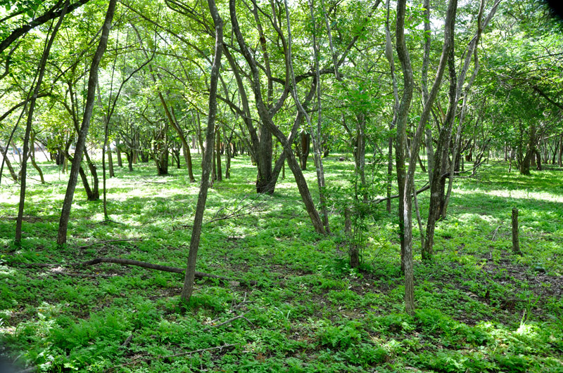 0 bed Land For Sale in Playa Negra, Guanacaste - thumb 6