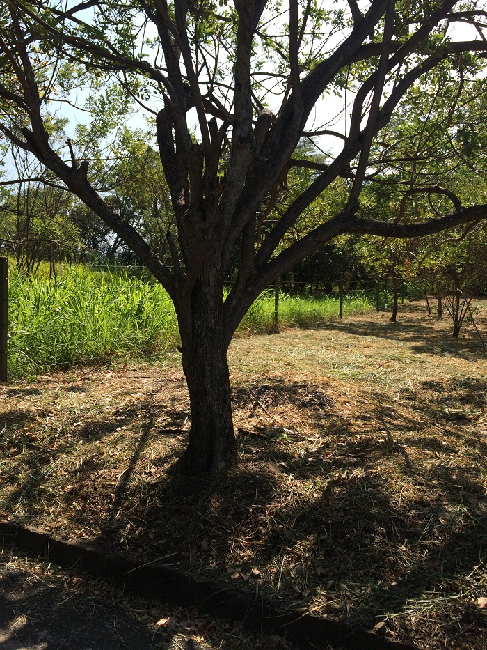 0 bed Land For Sale in Santa Ana, San Jose - thumb 7