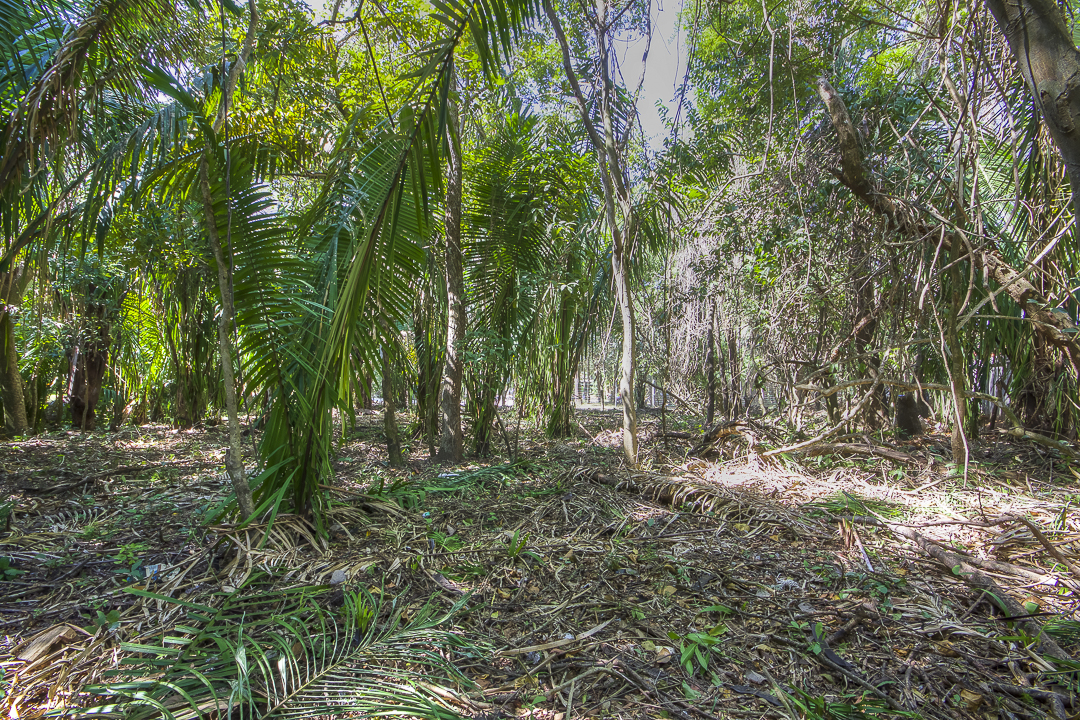 0 bed Land For Sale in Nosara, Guanacaste - thumb 3