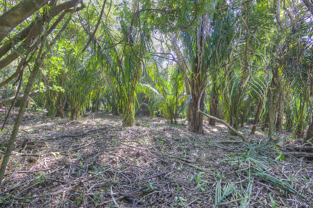 0 bed Land For Sale in Nosara, Guanacaste - thumb 4