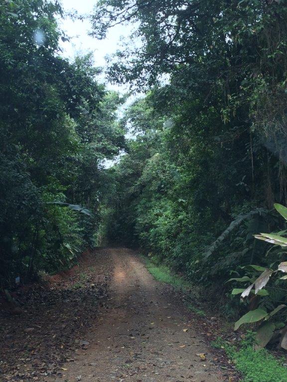 3 bed Single Family Homes For Sale in Dominical, Puntarenas - thumb 6