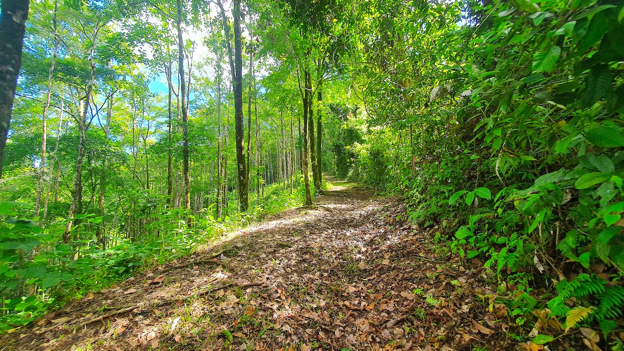 0 bed Land For Sale in Dominical, Puntarenas - thumb 8