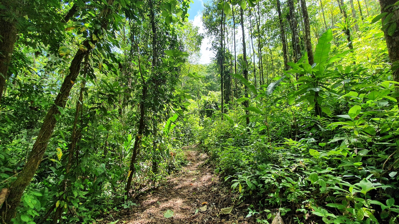 0 bed Land For Sale in Dominical, Puntarenas - thumb 14