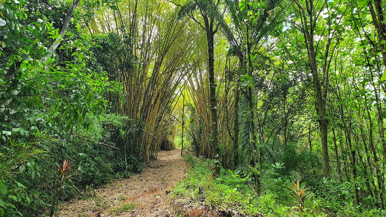 0 bed Land For Sale in Dominical, Puntarenas - thumb 6