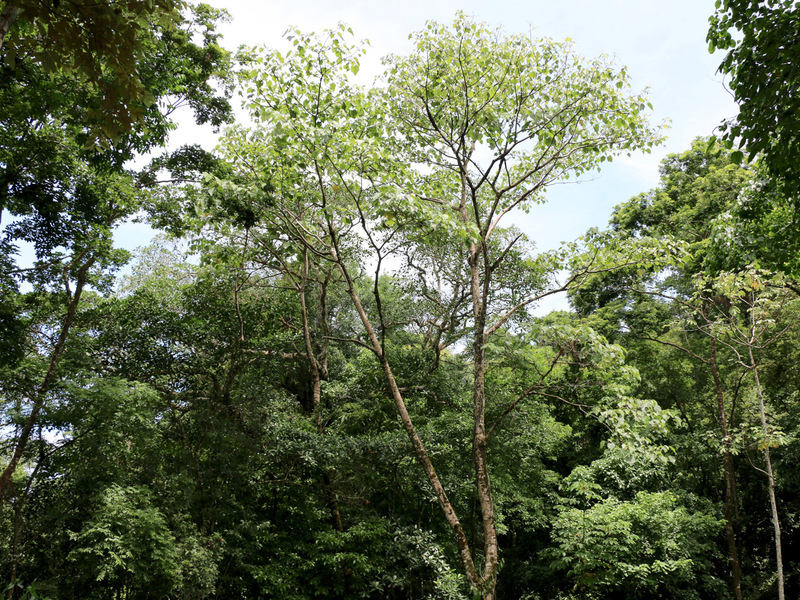 0 bed Land For Sale in Uvita, Puntarenas - 1