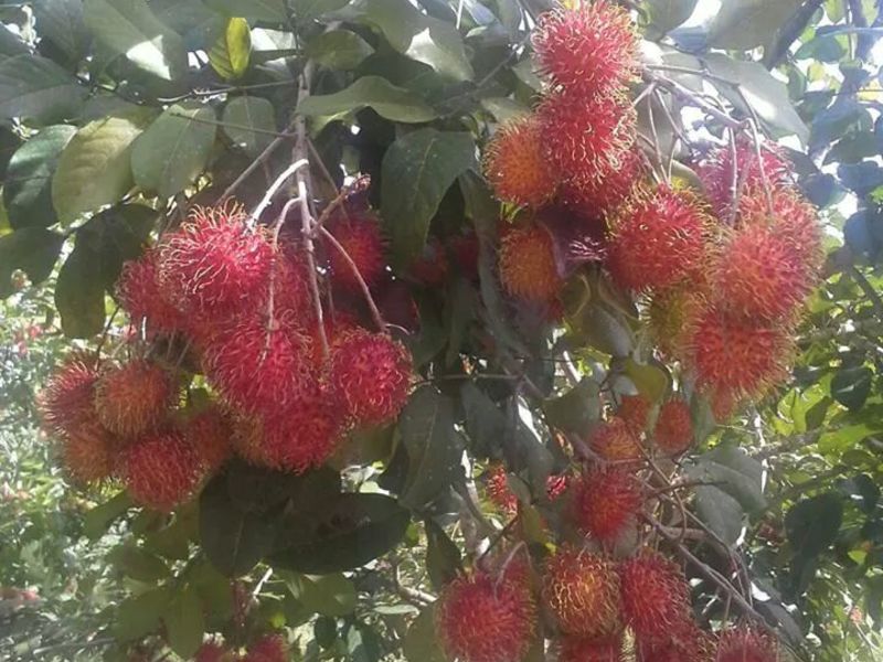 0 bed Land For Sale in Perez Zeledon, Puntarenas - 1