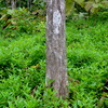  - Teak Tree Plantation Farm on 156 Acres in Pavones Price Drop