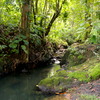  - Teak Tree Plantation Farm on 156 Acres in Pavones Price Drop