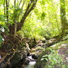  - Teak Tree Plantation Farm on 156 Acres in Pavones Price Drop