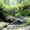  - Teak Tree Plantation Farm on 156 Acres in Pavones Price Drop