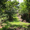  - Teak Tree Plantation Farm on 156 Acres in Pavones Price Drop