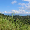  - Teak Tree Plantation Farm on 156 Acres in Pavones Price Drop