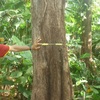  - Teak Tree Plantation Farm on 156 Acres in Pavones Price Drop
