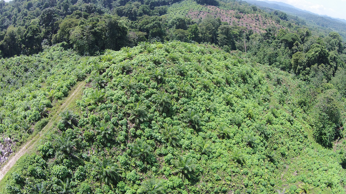 0 bed Land For Sale in Palmar, Puntarenas - thumb 3