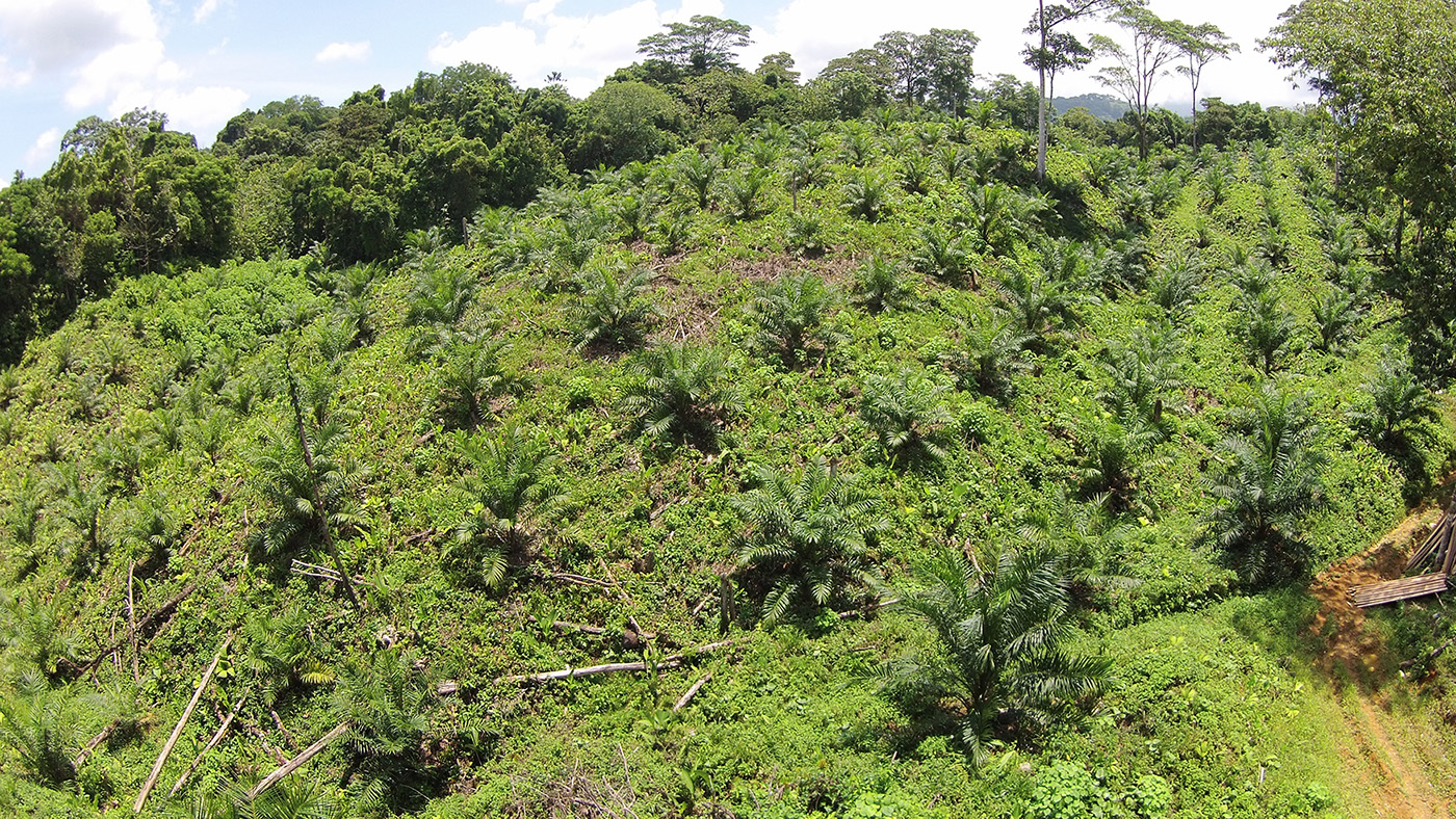 0 bed Land For Sale in Palmar, Puntarenas - thumb 7