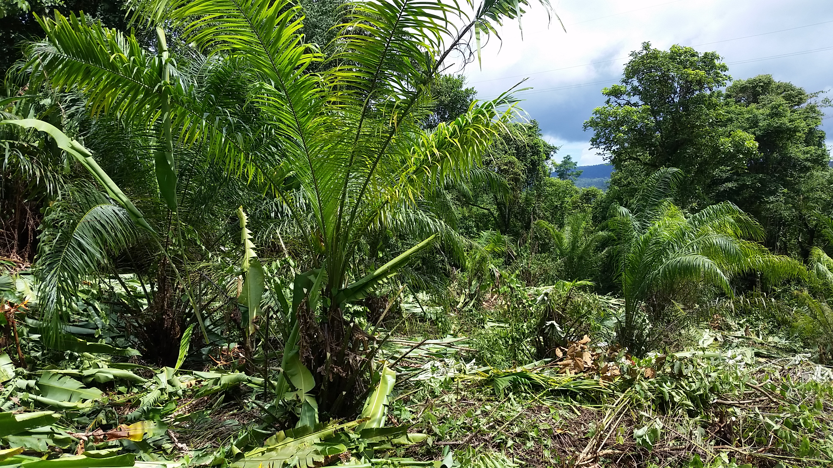 0 bed Land For Sale in Palmar, Puntarenas - thumb 10