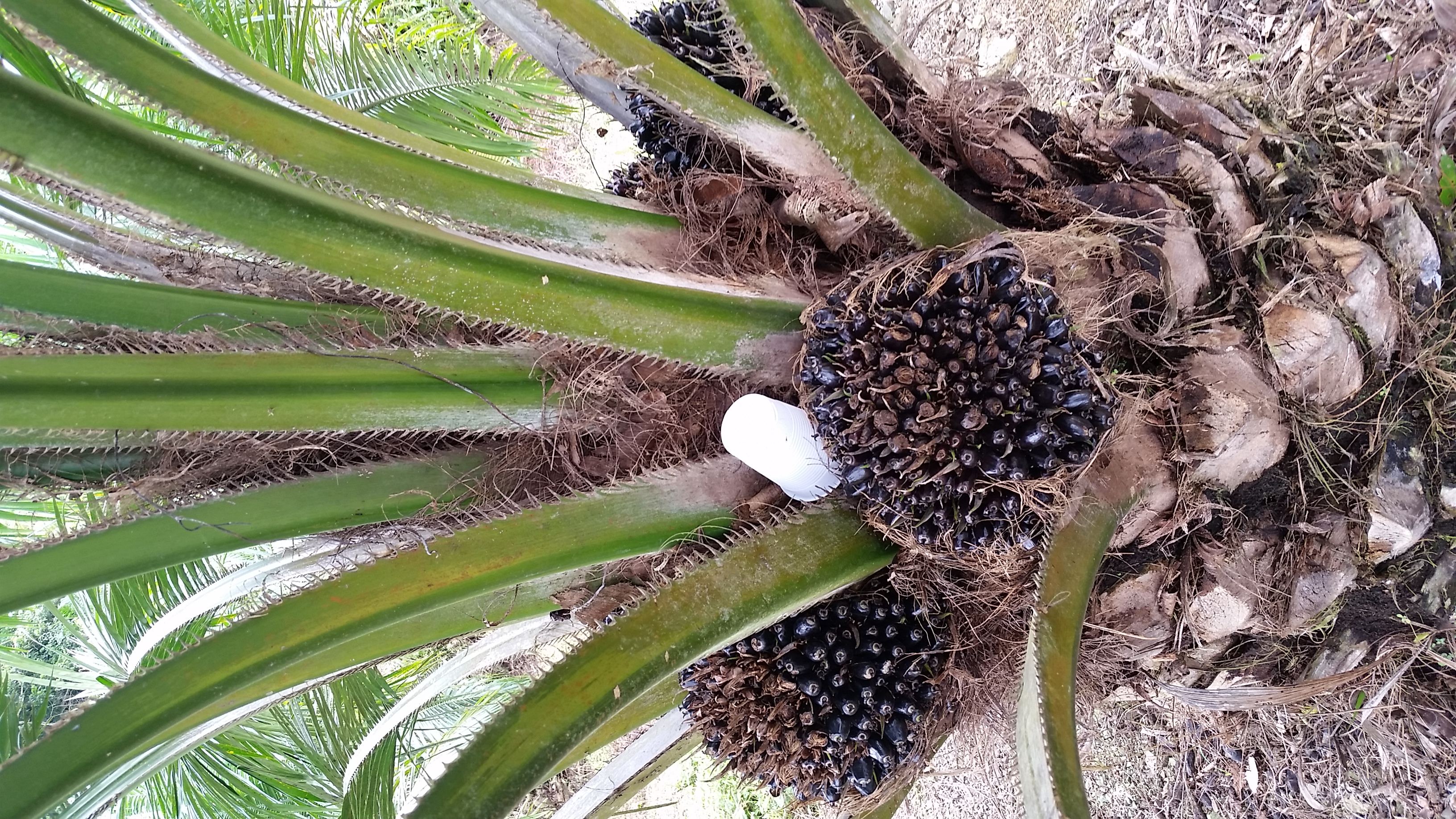 0 bed Land For Sale in Palmar, Puntarenas - thumb 11