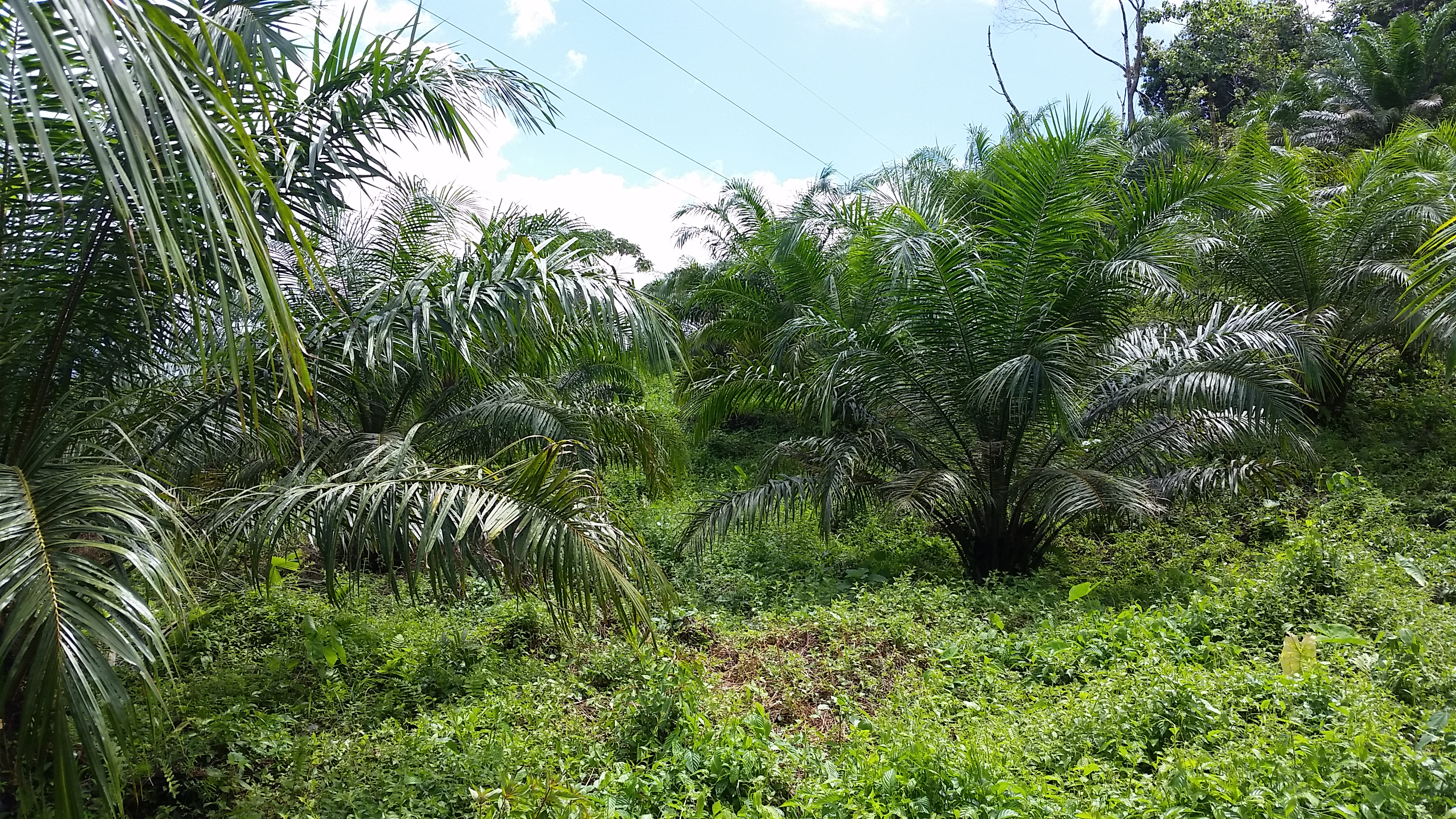 0 bed Land For Sale in Palmar, Puntarenas - thumb 13