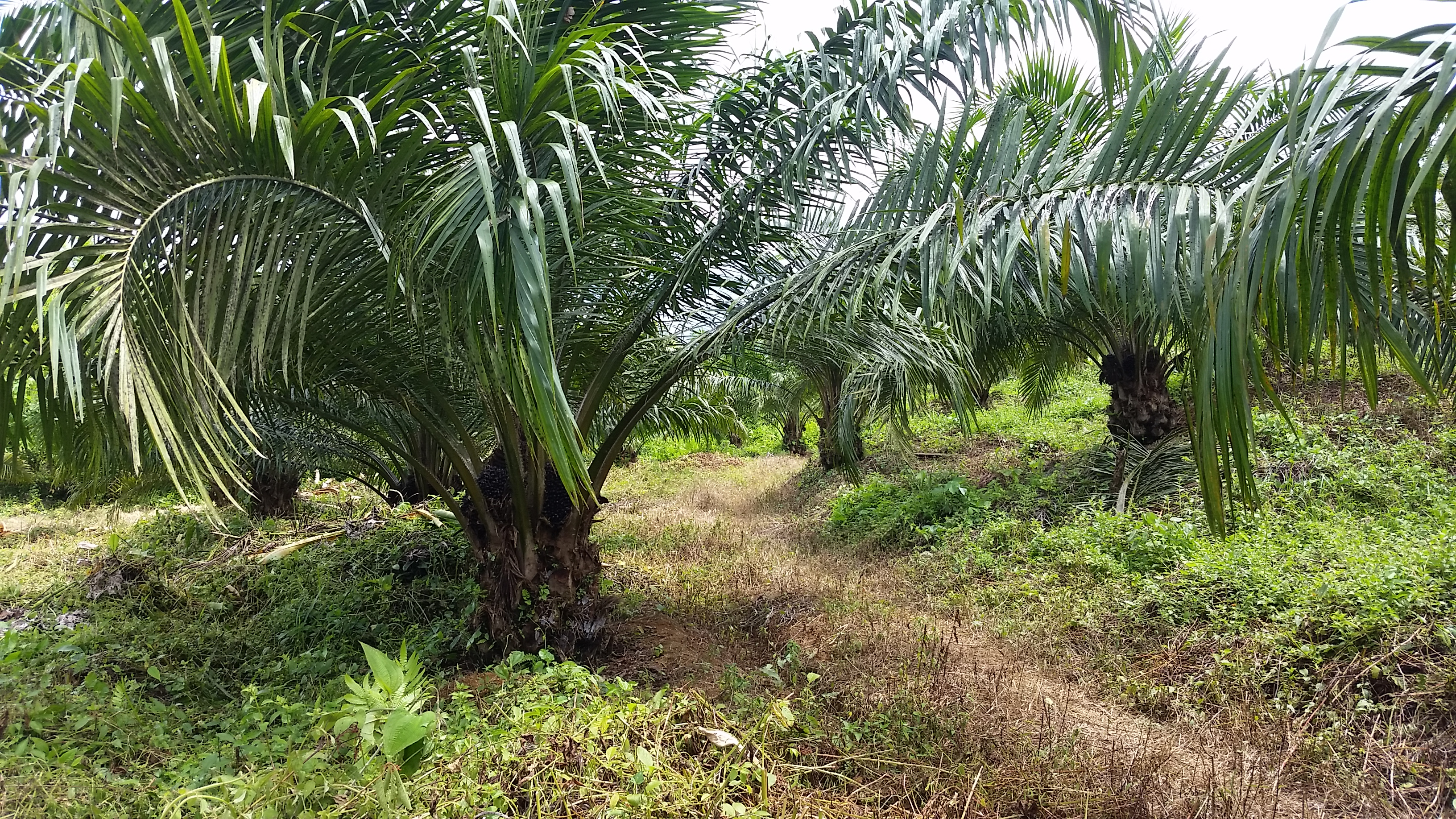 0 bed Land For Sale in Palmar, Puntarenas - thumb 14